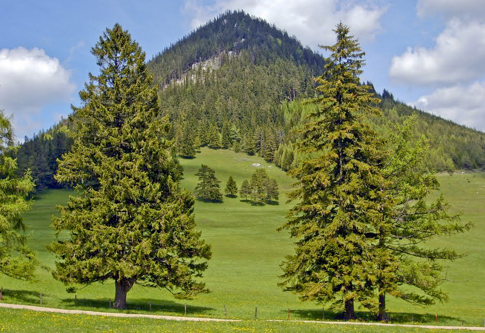 Gutenstein Alps httpswwwtraildinocomimguploadEuropeAustri