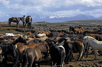 Snæfellsnes, Icelandic horses