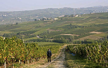 Walking in the vineyards of the Oltrepo Pavese, Lombardy, Italy