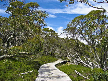 Hume & Hovell Walking Track: Kosciuszko National Park - by Jeff & Erin